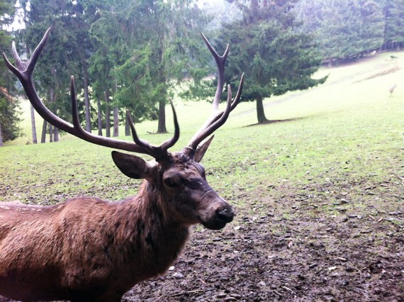Hirsch zum Anfassen nah