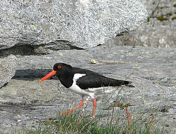 Austernfischer gibt es hier viele.
