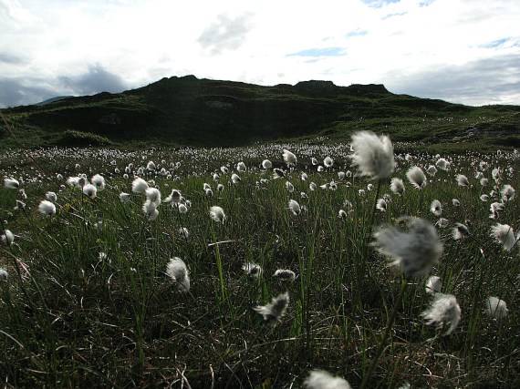 Wollgras über und über