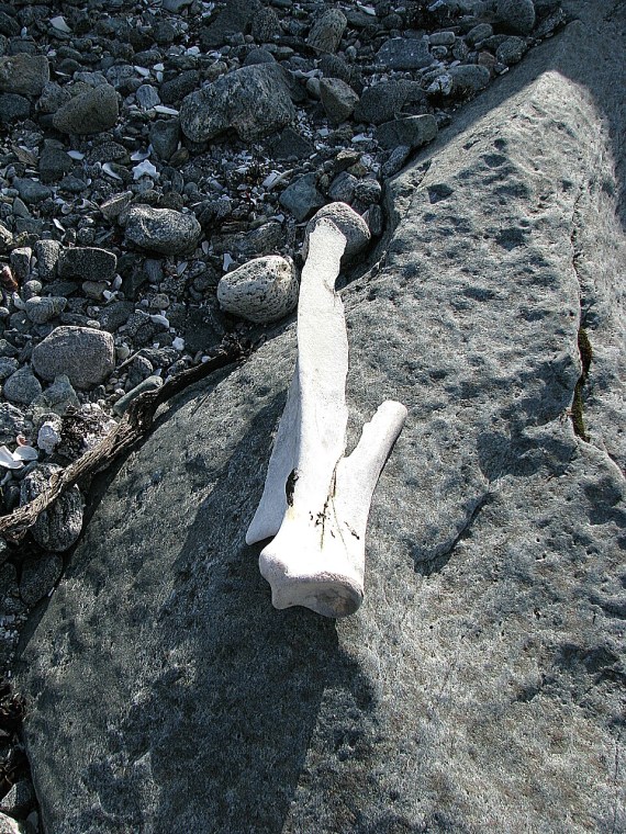 Walknochen am Strand