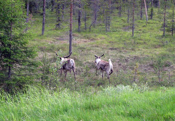 Da bekommen wir nur noch die Hintern zu sehen.