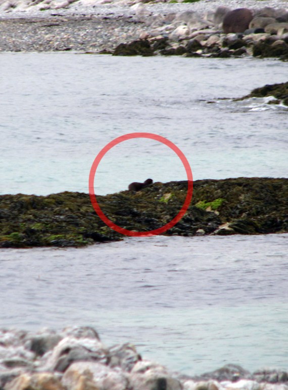 Der Seeotter hat sicher etwas gefangen. Wir blieben heute bis auf die Aliens leer aus. 