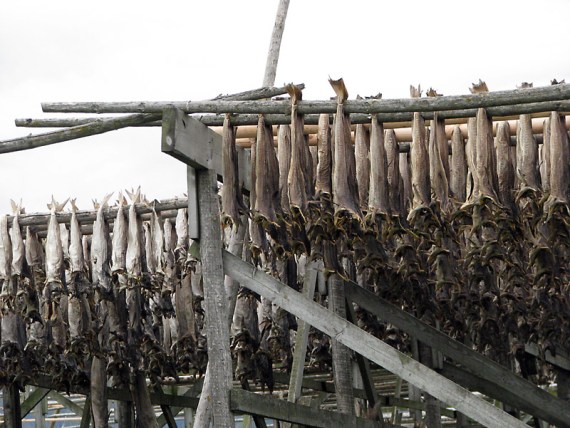 Tørrfisk bei Stangerholmen