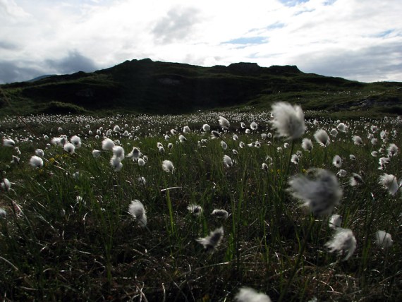 Wollgras gibt es hier in Hülle und Fülle.