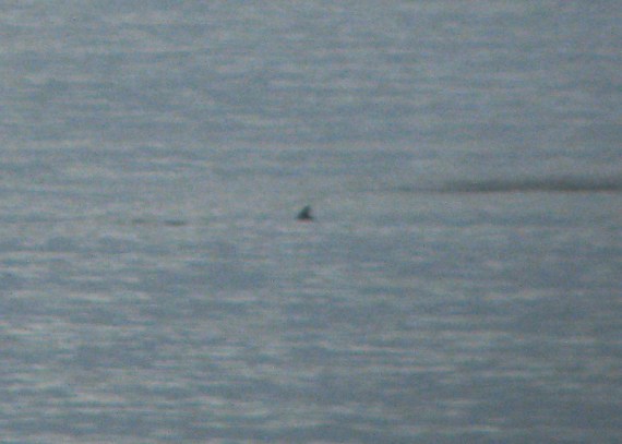 Das ist eine Walflosse. Glaube ich.