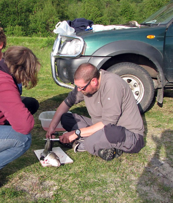Auch ich probiere einen Dorsch zu zerlegen. 