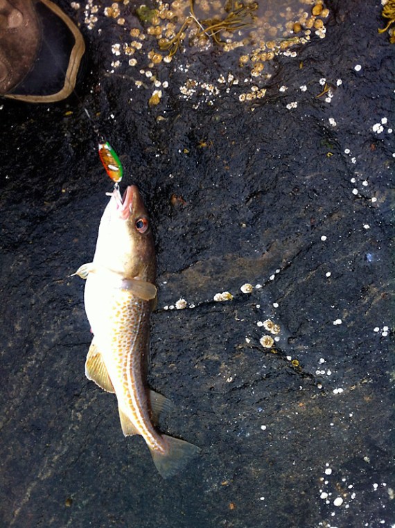 Mein allererster selbst gefangener Fisch. Zu klein, der darf zurück in den Fjord.
