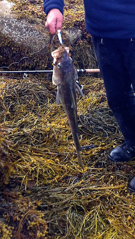 Haiko hat ein Prachtexemplar gefangen. 