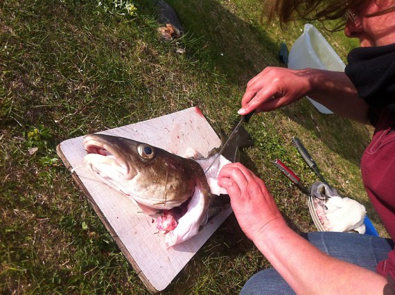 Tina versucht sich im Filetieren von Dorsch.