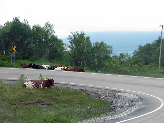 Kühe liegen entlang der Straße auf dem Pass Richtung Nesna