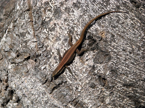 Diese Burschen gibt es hier überall