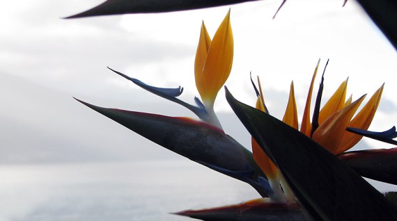 Klischeefoto Madeira: Die Strelitz ist das Wahrzeichen der Insel