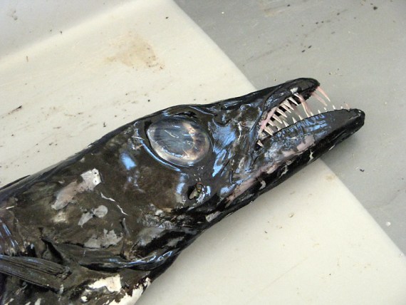 Degenfisch – sieht fies aus, ist aber lecker!