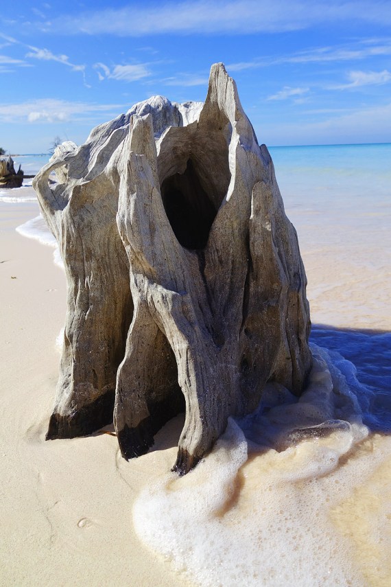 Mangrovenstumpf auf Cayo Jutías