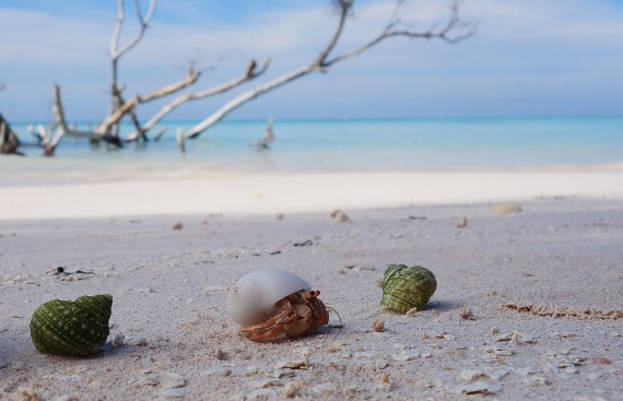 Einsiedlerkrebs auf Cayo Jutías