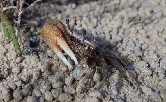 Winterkrabbe auf Cayo Jutías