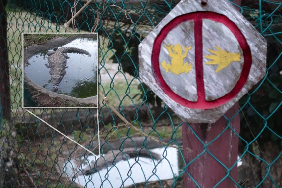 Bitte nicht die Frösche hauen!